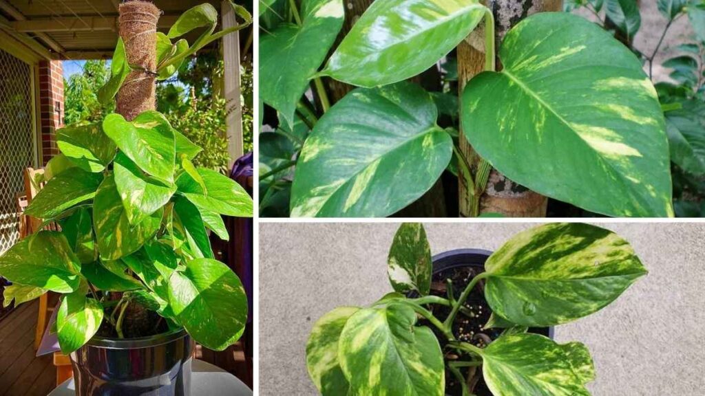 9 Common Money Plant Mistakes That Sabotage Growth at Home
