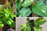 9 Common Money Plant Mistakes That Sabotage Growth at Home