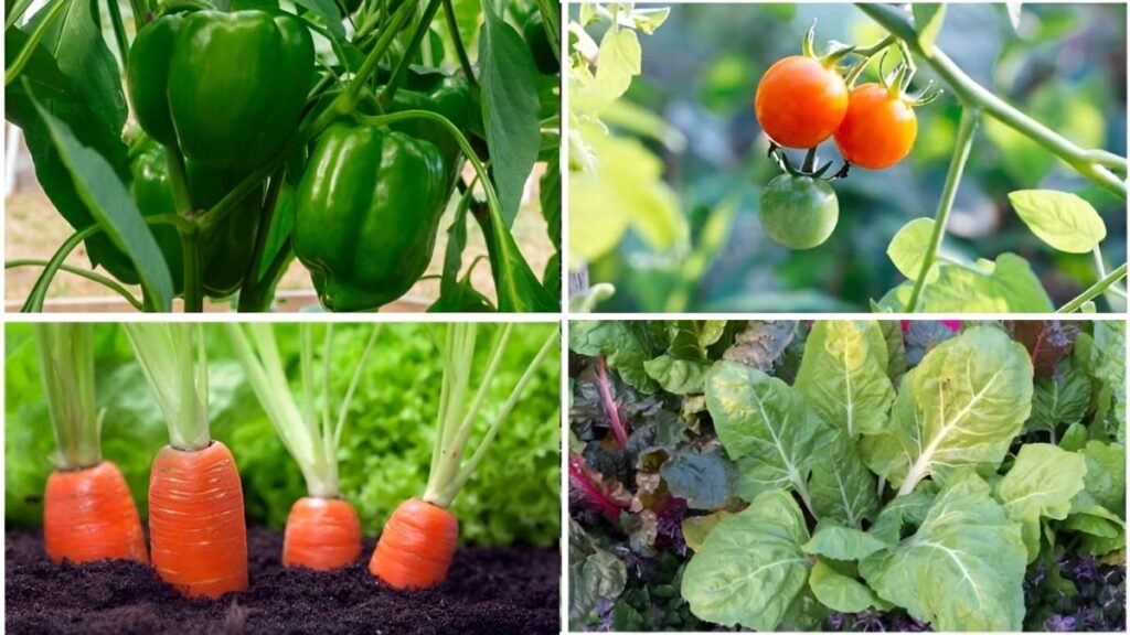 9 Easy-to-Grow Vegetables for First-Time Gardeners