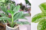 9 Expert Tips to Keep Your Chinese Evergreen Thriving Indoors