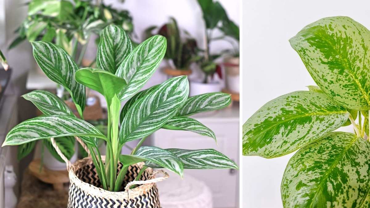 9 Expert Tips to Keep Your Chinese Evergreen Thriving Indoors