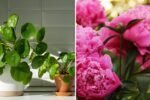 9 Houseplants That Bring Positivity to Your Home