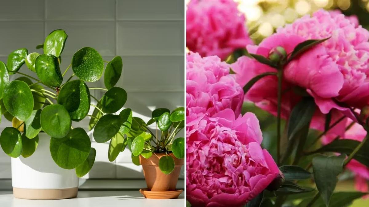9 Houseplants That Bring Positivity to Your Home