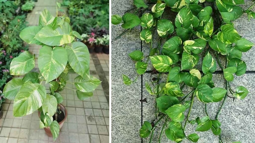 9 Myths About Keeping a Money Plant at Home