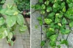 9 Myths About Keeping a Money Plant at Home