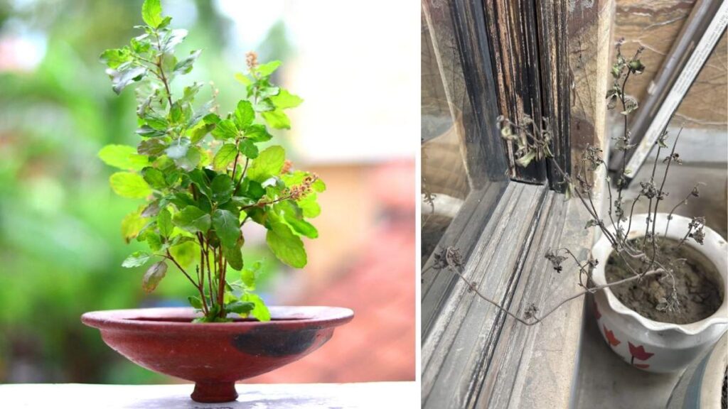 How to Care for Your Tulsi Plant When It's Dying