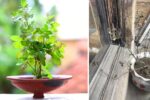 How to Care for Your Tulsi Plant When It's Dying