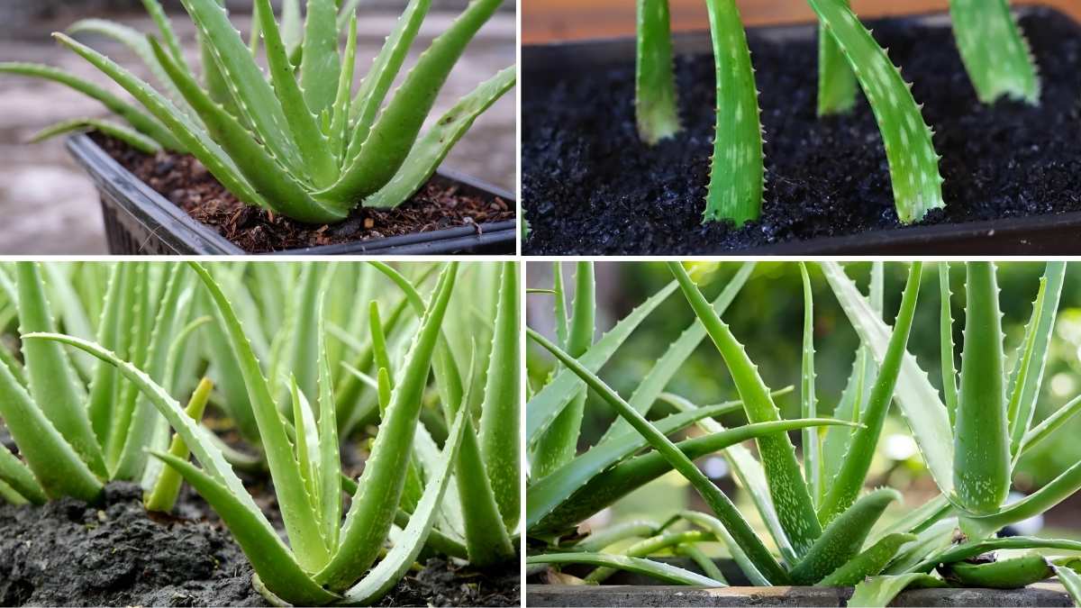 How to Create an Aloe Vera Garden from One Plant
