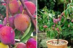 How to Cultivate Plum Trees in Containers on Your Balcony