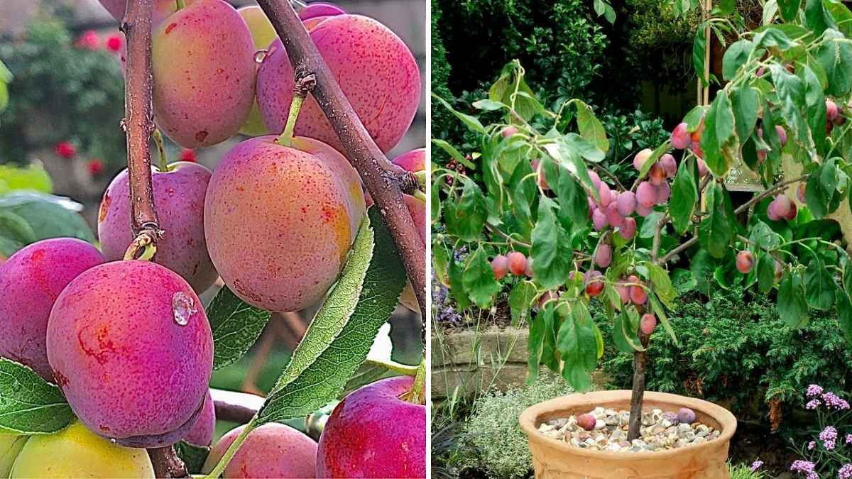 How to Cultivate Plum Trees in Containers on Your Balcony
