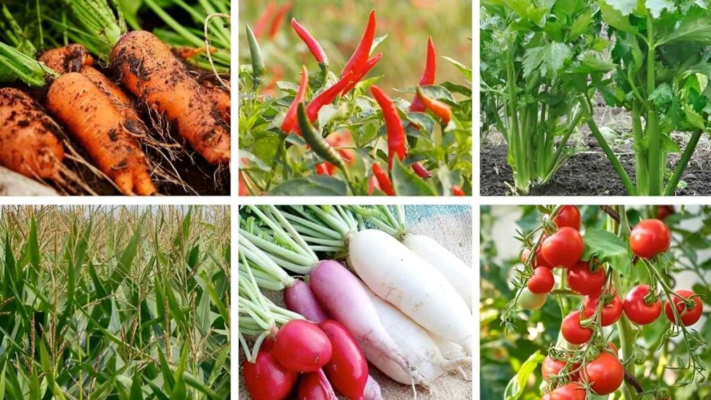 How to Cultivate Vegetables During the Monsoon Season