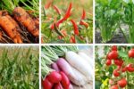 How to Cultivate Vegetables During the Monsoon Season