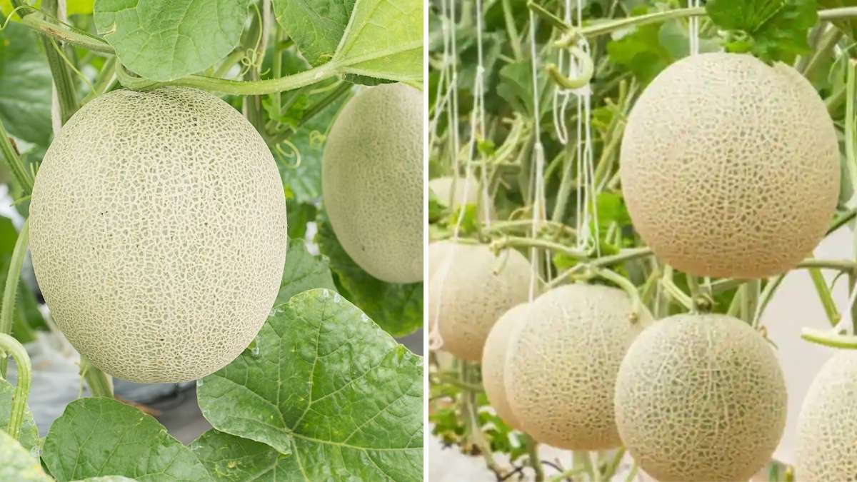How to Cultivate and Choose the Best Honeydew Melons in America