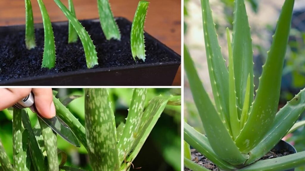 How to Grow Aloe Vera from One Plant Forever
