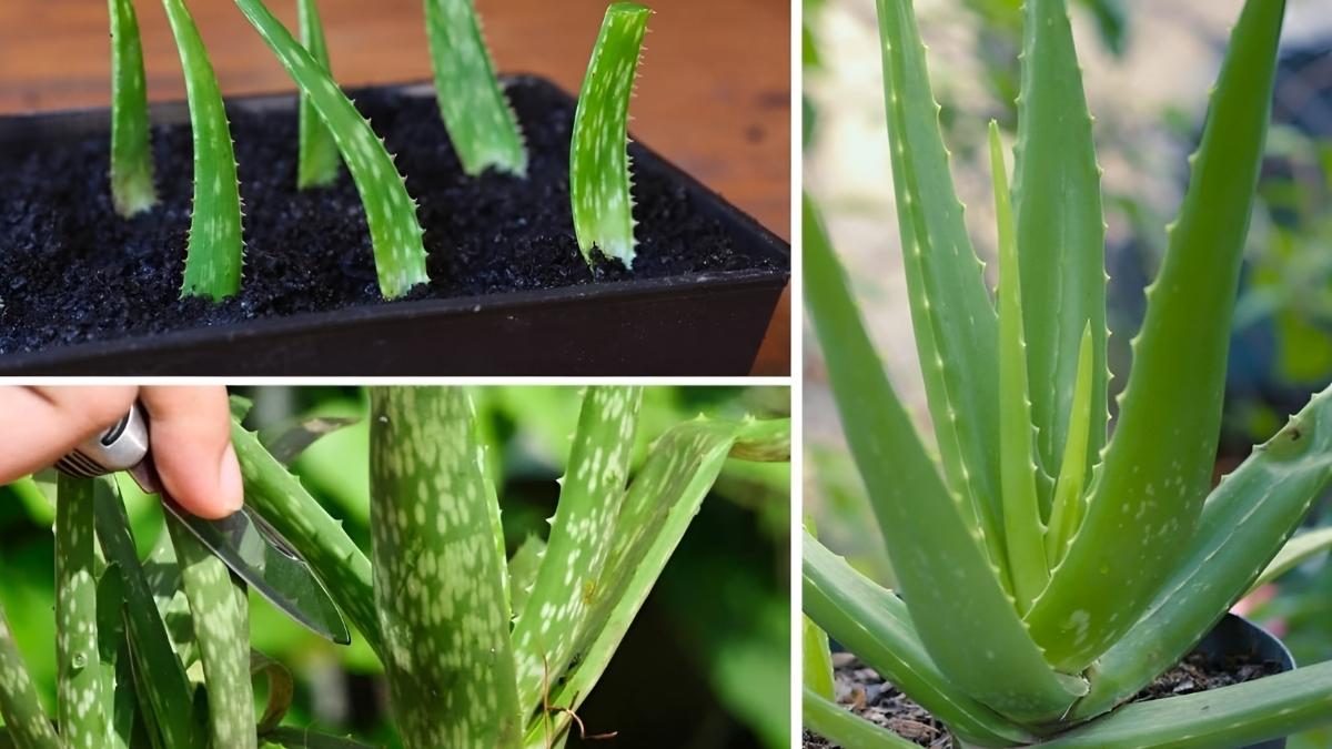 How to Grow Aloe Vera from One Plant Forever