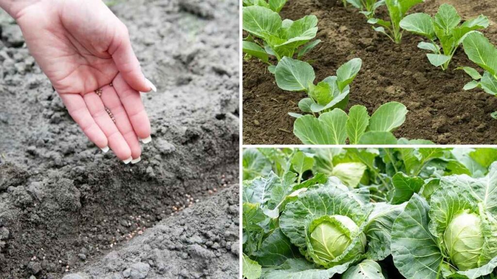 How to Grow Cabbage from Seed to Table Like a Gardening Pro
