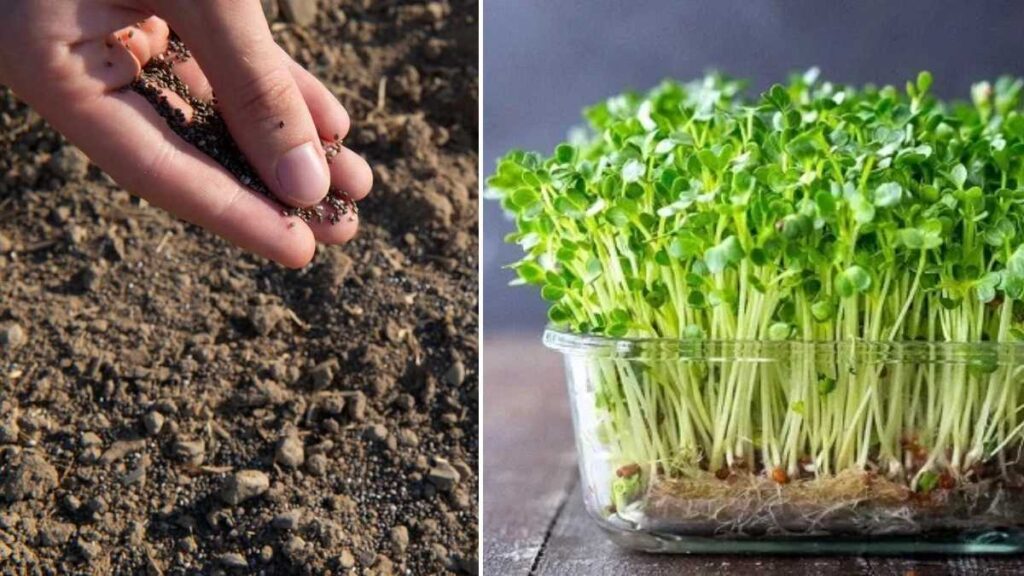 How to Grow Chia Seeds Indoors Without Soil