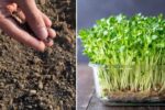 How to Grow Chia Seeds Indoors Without Soil