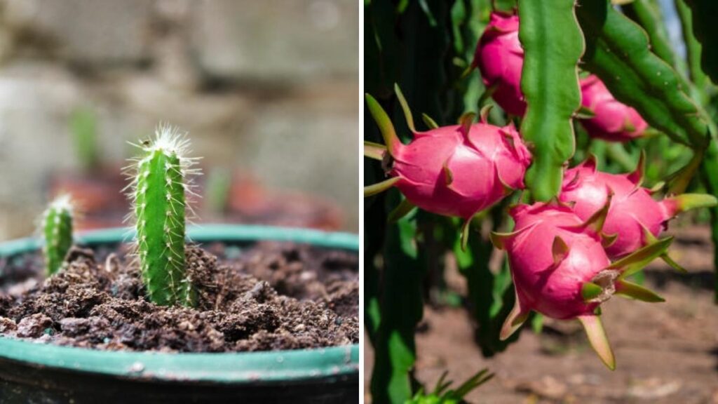 How to Grow Dragon Fruit Year-Round in Your Balcony Garden