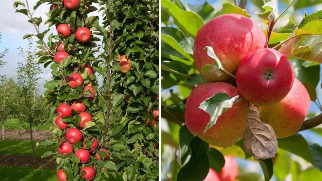 How to Grow Dwarf Apple Trees in Small Yards for Maximum Fruit