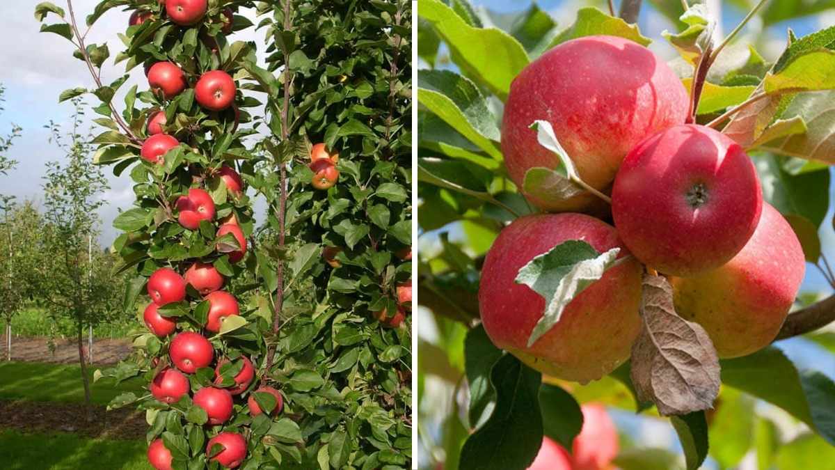 How to Grow Dwarf Apple Trees in Small Yards for Maximum Fruit