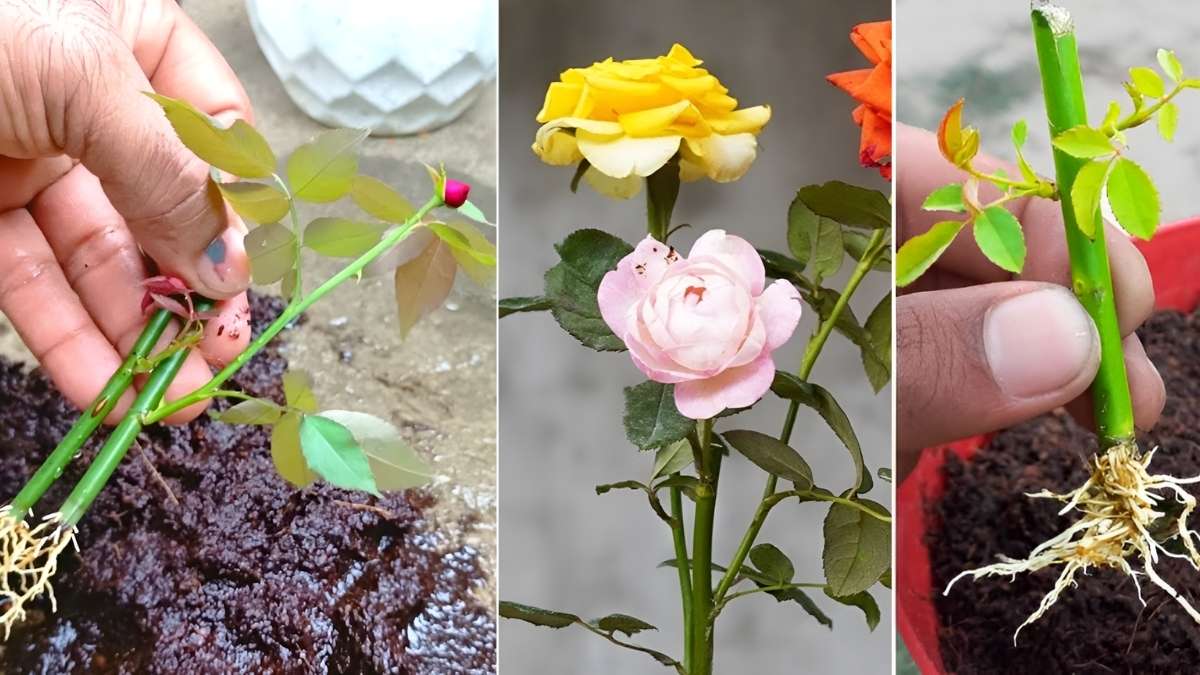 How to Grow Flower Plants at Home Without Seeds