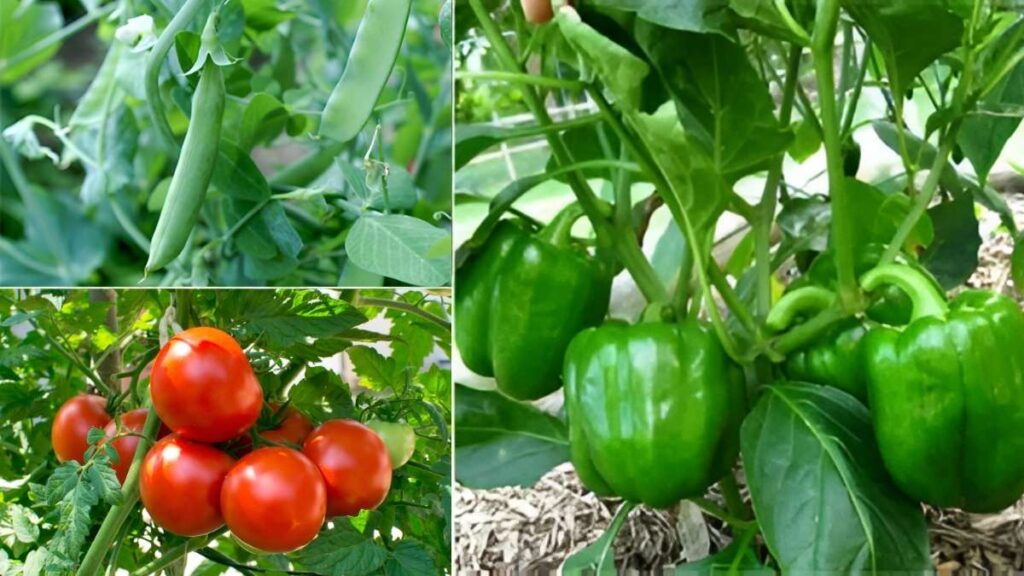 How to Grow Fresh Vegetables at Home This October