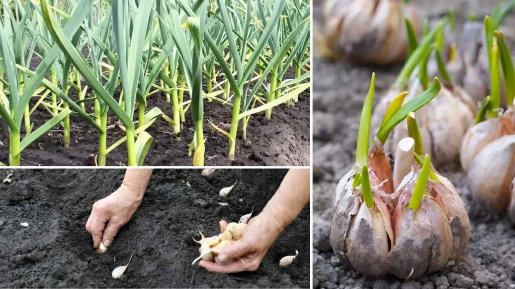How to Grow Garlic in Garden for a Spring Harvest
