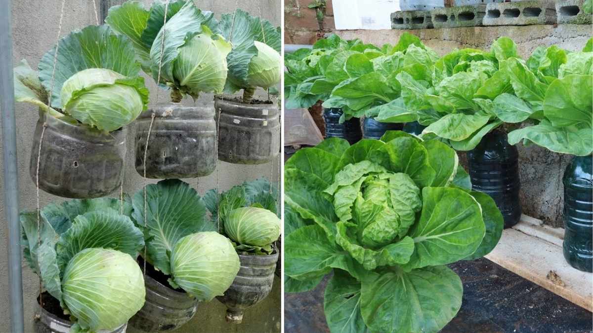 How to Grow Giant Cabbage Easily Using Recycled Plastic Bottles at Home