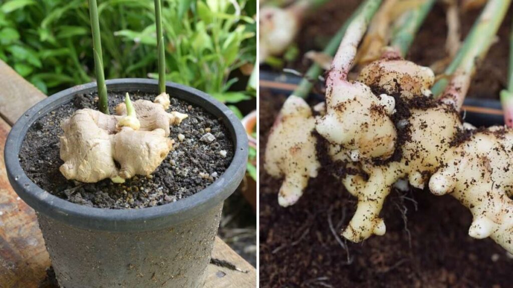 How to Grow Ginger in Pots on Your Balcony or Patio