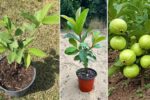 How to Grow Guava Plants in Pots or Small Spaces