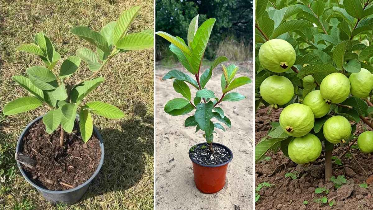 How to Grow Guava Plants in Pots or Small Spaces