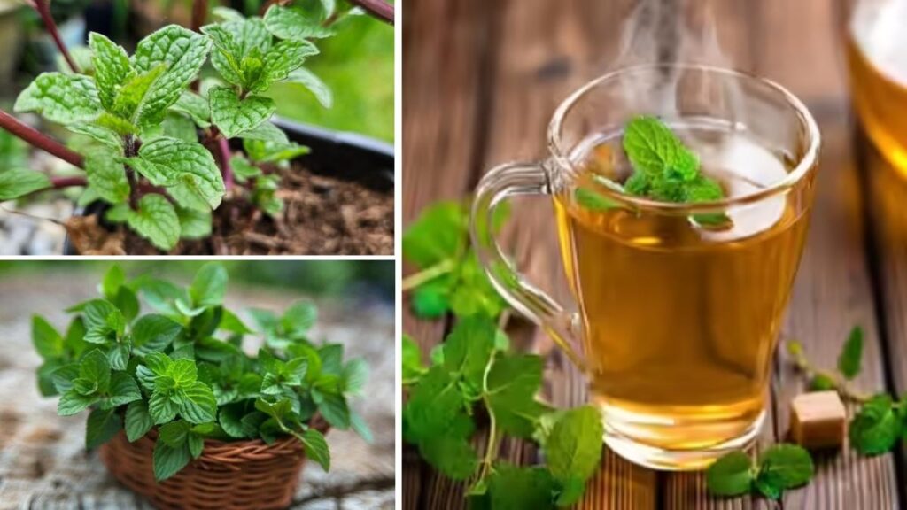 How to Grow Herbal Tea at Home Without a Backyard