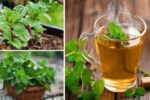 How to Grow Herbal Tea at Home Without a Backyard