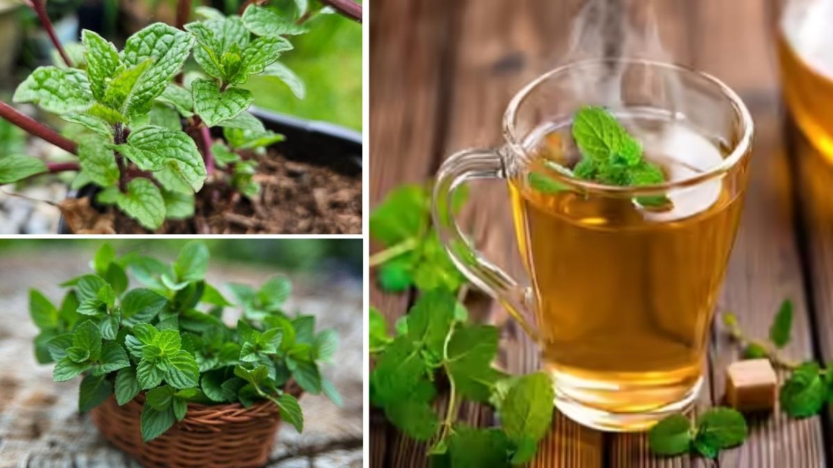 How to Grow Herbal Tea at Home Without a Backyard