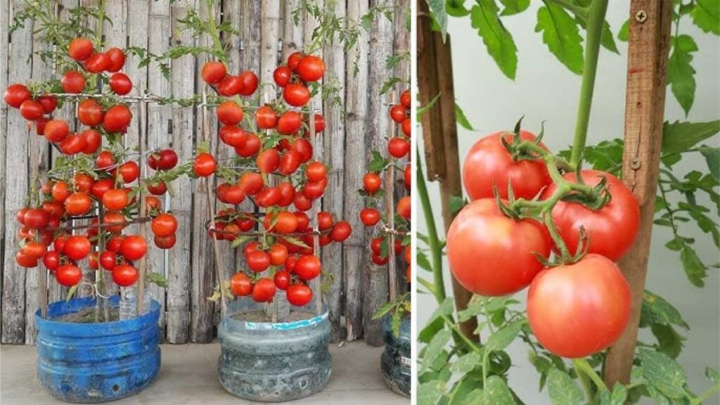 How to Grow Juicy Cherry Tomatoes at Home Using Recycled Bottles