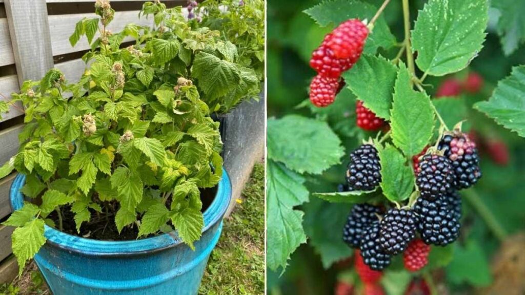How to Grow Juicy Mulberries in Small Spaces Using Containers