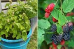 How to Grow Juicy Mulberries in Small Spaces Using Containers