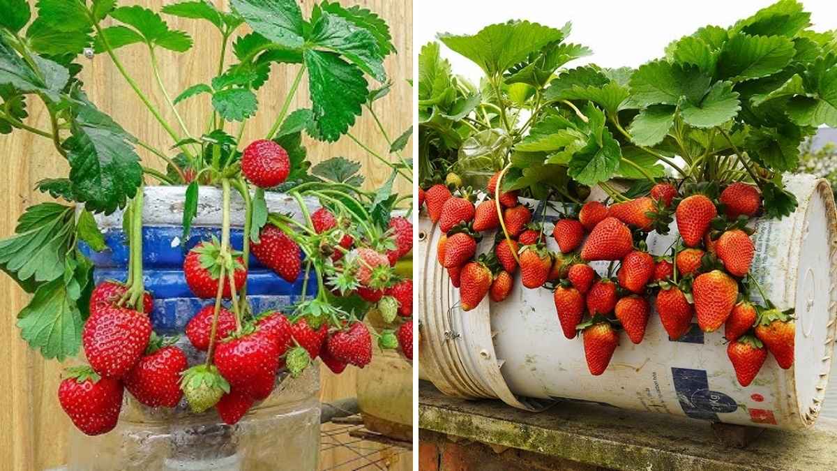 How to Grow Juicy Strawberries in Recycled Containers at Home