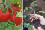 How to Grow Juicy Tomatoes at Home in Just 60 Days