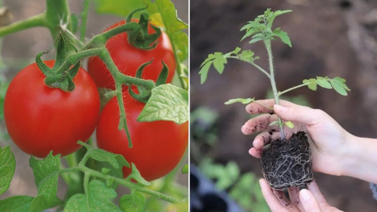 How to Grow Juicy Tomatoes at Home in Just 60 Days