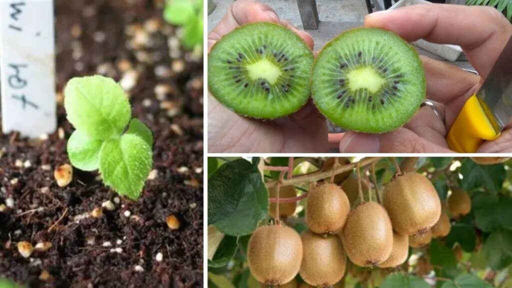 How to Grow Kiwi from Seeds in a Tropical Balcony Garden
