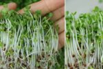How to Grow Microgreens Indoors for Maximum Nutrition