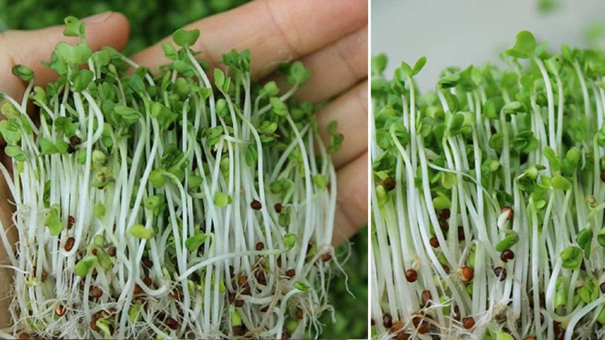 How to Grow Microgreens Indoors for Maximum Nutrition