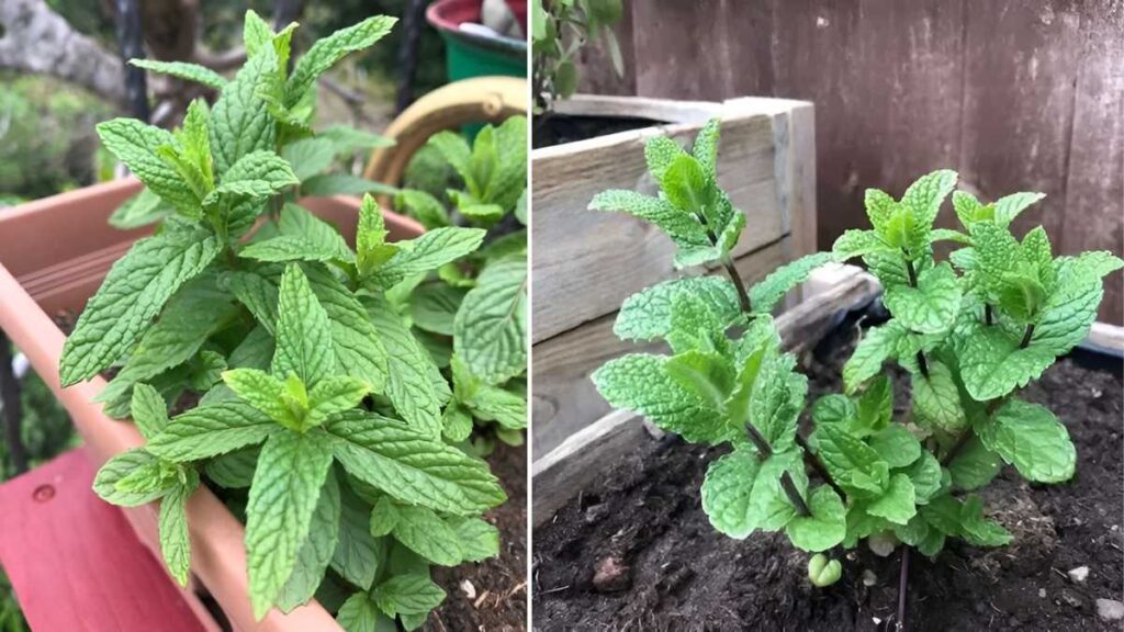 How to Grow Mint Easily at Home in Pots or Containers