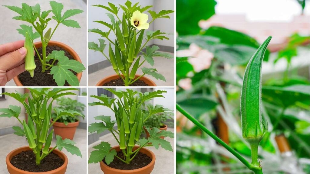 How to Grow Okra on a Small Balcony No Garden Needed!
