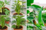 How to Grow Okra on a Small Balcony No Garden Needed!