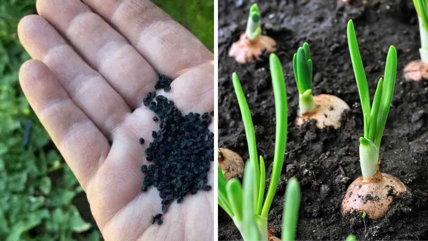 How to Grow Onions From Seeds On Containers in Small Balcony Garden