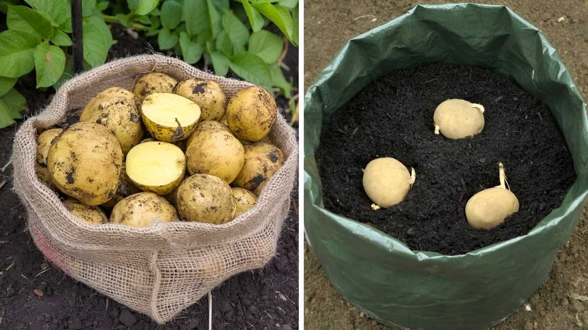 How to Grow Organic Potatoes in Bags Without a Garden