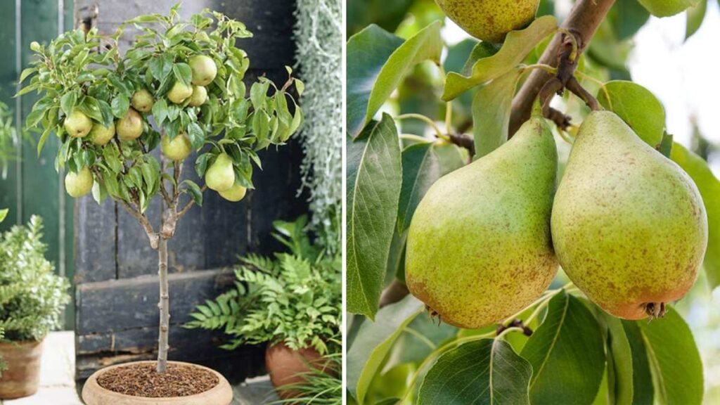 How to Grow Pear Trees in Containers for Juicy Homegrown Fruit